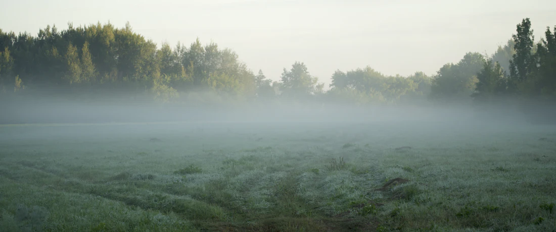 a foggy field with trees in the background