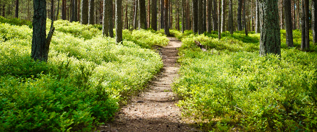 brown dirt road between green grass and trees during daytime